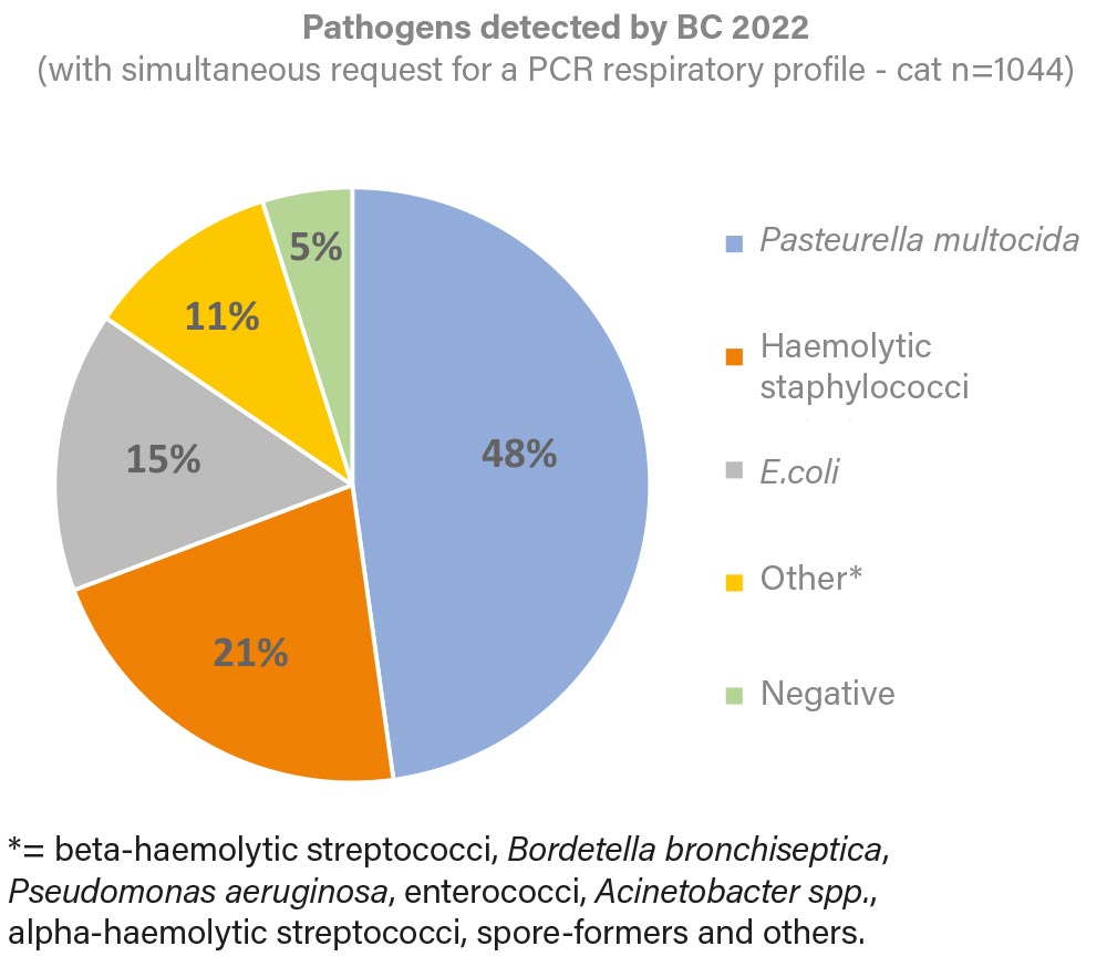 Fig. 1: Pathogens detected by BC in 2022 (with simultaneous request for a PCR respiratory profile of the cat) Image source: Laboklin