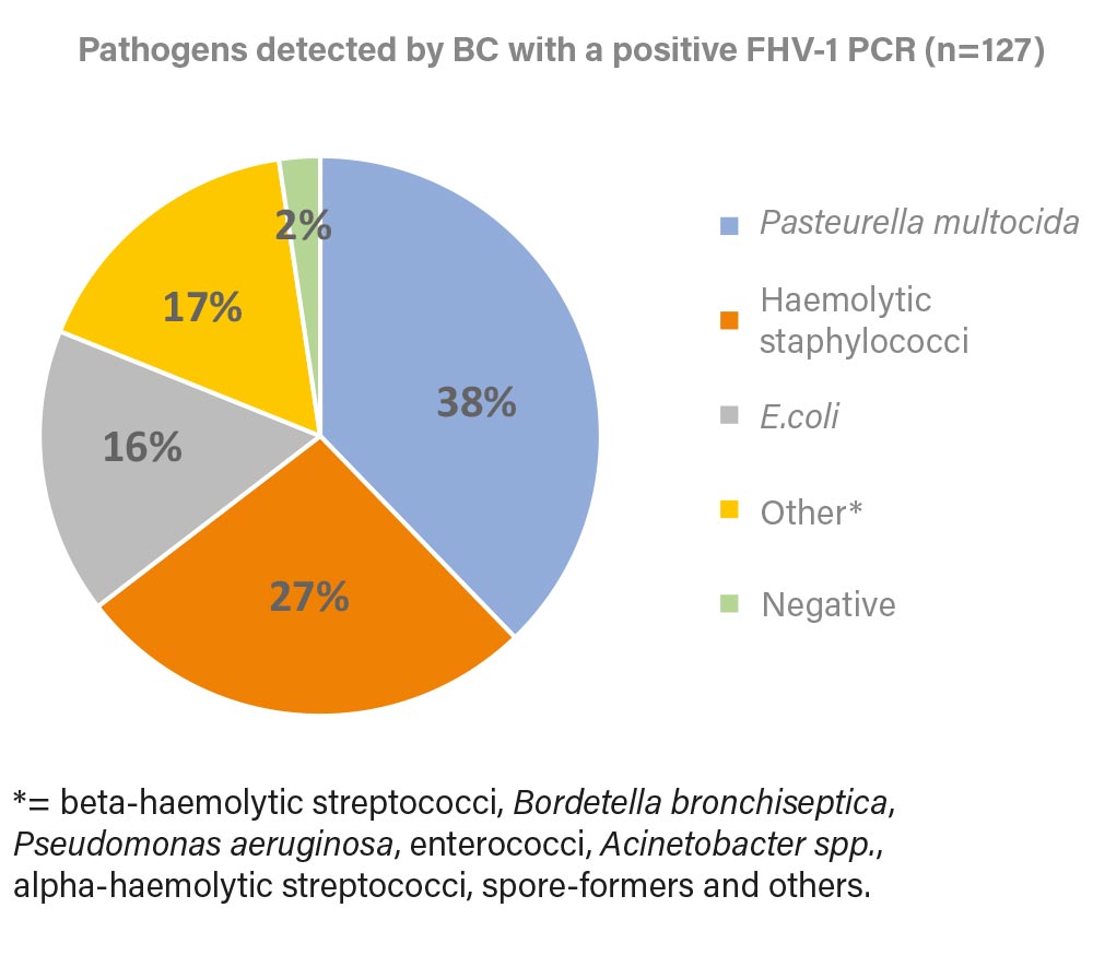 Fig. 3: Pathogens detected by BC in a positive FHV-1 PCR (2022).Image source: Laboklin