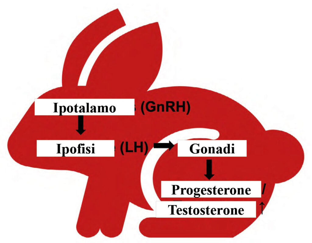 Rappresentazione schematica dell’asse ipotalamo-ipofisi - ovaio/testicolo