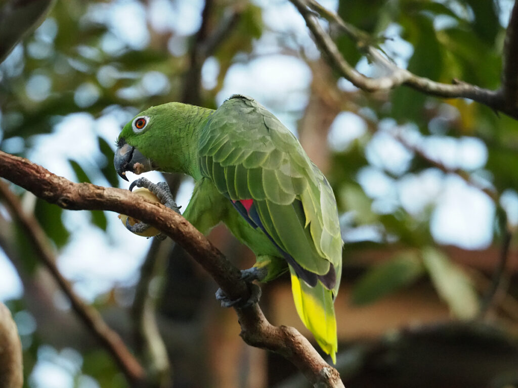 Pappagallo amazzone nel suo habitat naturale, nella foresta pluviale dell'Ecuador