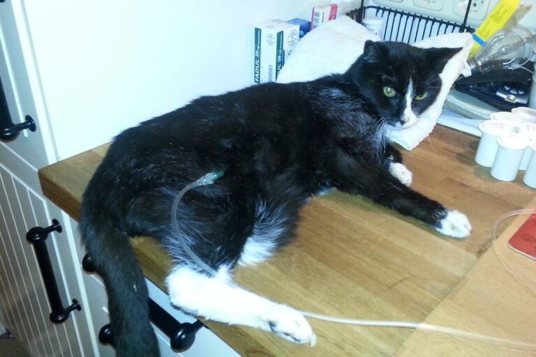 Paziente gatto con insufficienza renale cronica che riceve un'infusione sottocutanea a casa