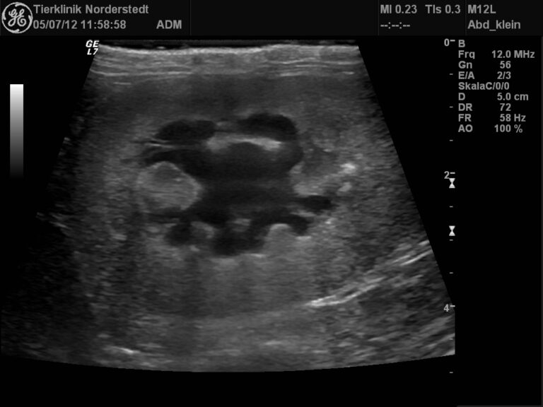 The Laboklin Expert Panel on Chronic Kidney Disease (CKD)