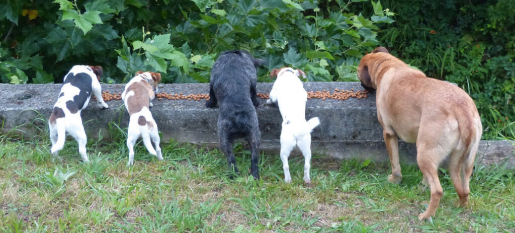 Cani che mangiano cibo secco