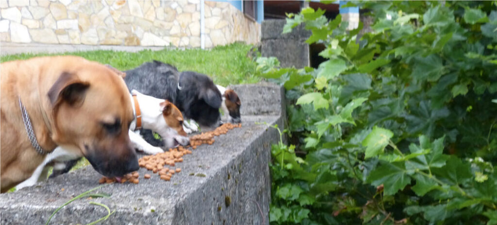 Cani che mangiano cibo secco