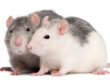 Rats
