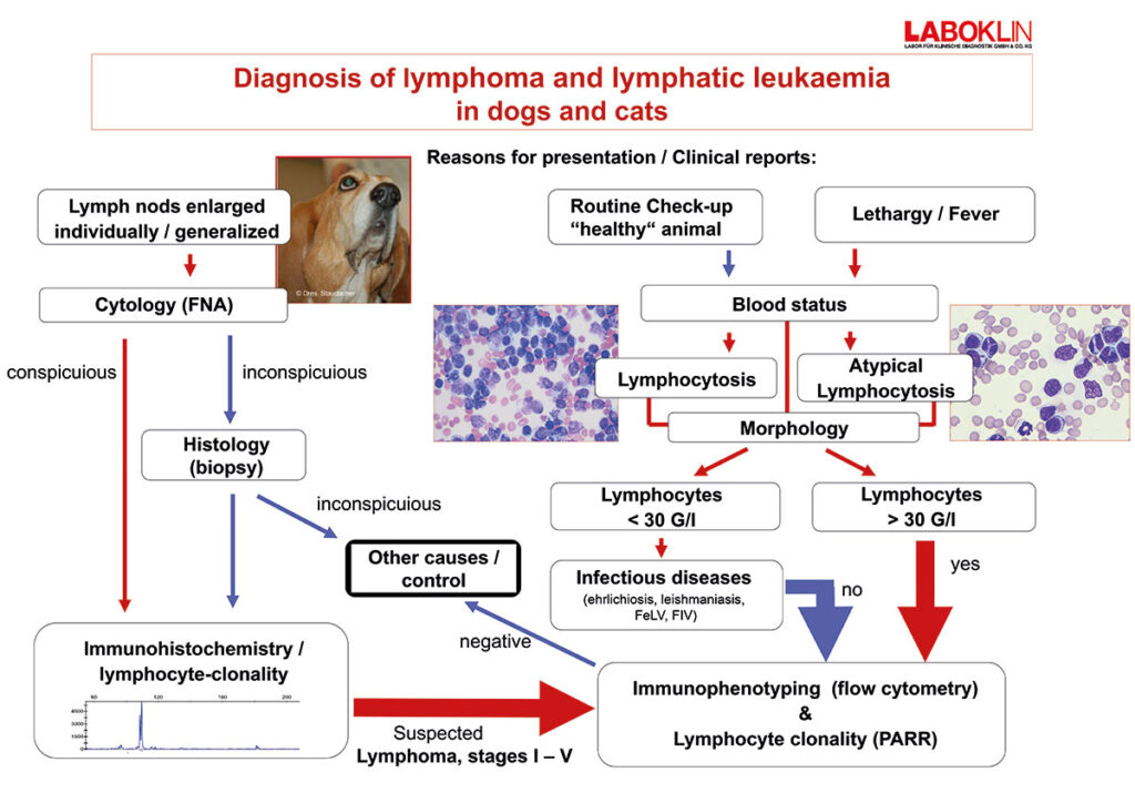 Diagnosis of lymphoma and lymphatic leukaemia in dogs and cats