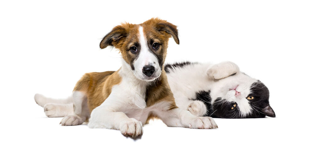 Dog and Cat