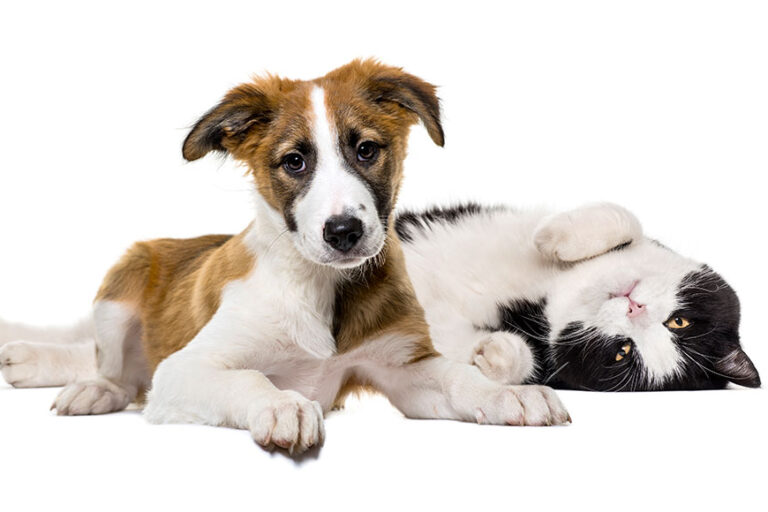 Dog and Cat