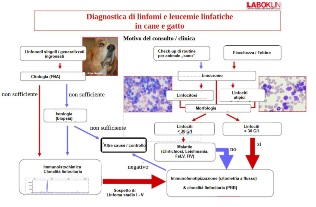 Diagnostica di linfomi e leucemie linfatiche in cane e gatto