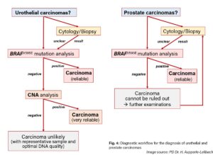 BRAF mutation and BRAF comp. test – an update