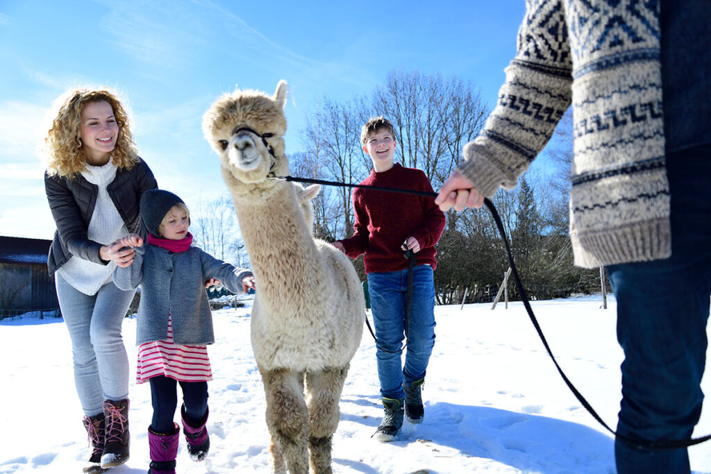 Alpaca or llama trekking involves close animal-human contact.