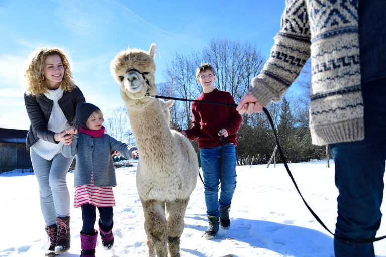 Alpaca or llama trekking involves close animal-human contact. 