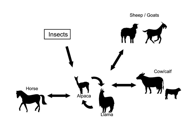 Alpacas and Llamas can be reservoirs and carriers of various animal diseases. They should not be kept together with ruminants or horses.