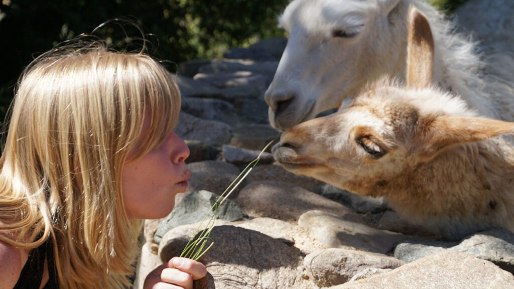 Close animal-human contact at the petting zoo