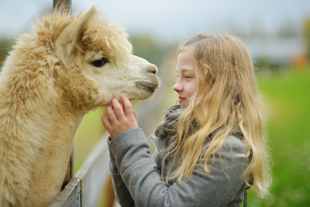 Girl and Alpaka