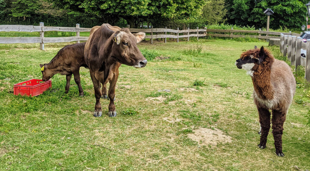 When New World camelids are kept together with horses or ruminants, there is a possibility of transmission of infectious agents.