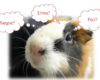 Cavia