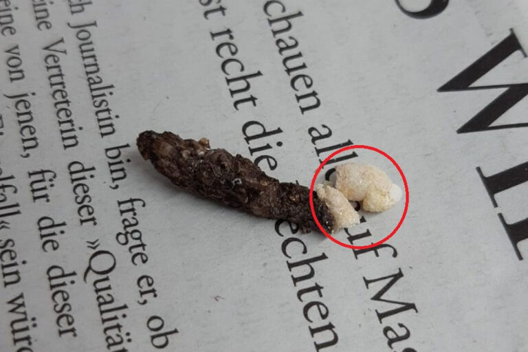 Feci di un geco leopardo (Eublepharis macularius) con accumuli di acido urico