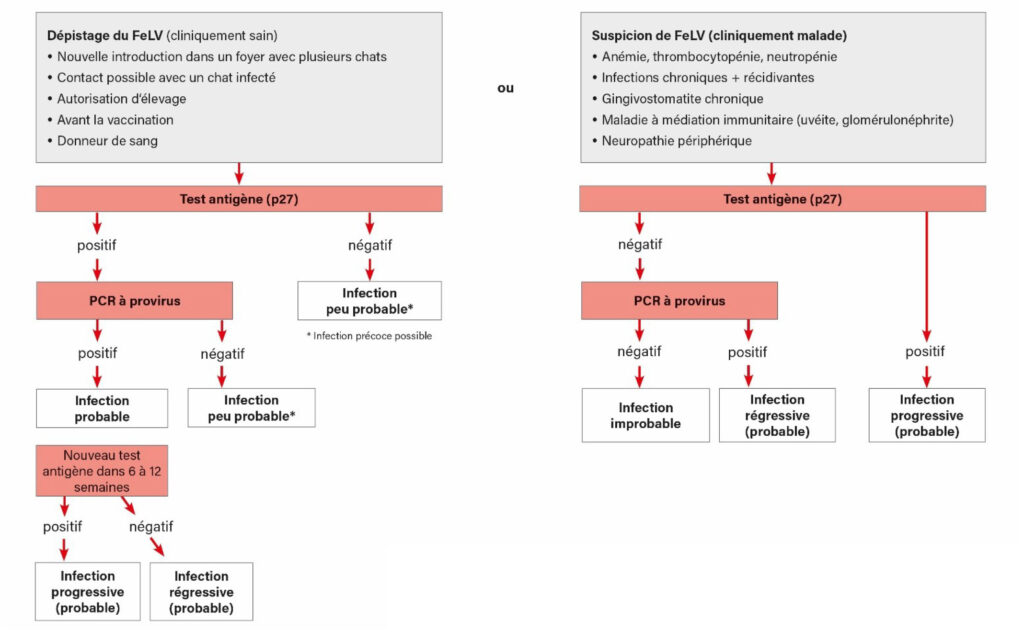Schéma simplifié des possibilités de test en cas de suspicion de FeLV