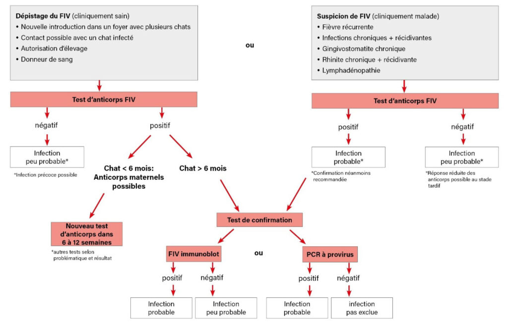 Schéma simplifié des possibilités de test en cas de suspicion de FIV