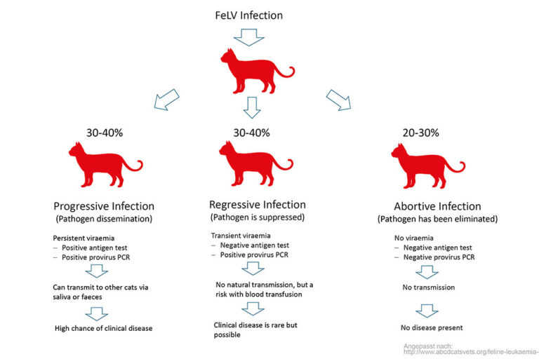 Schematic representation of the possible progression forms of FeLV
