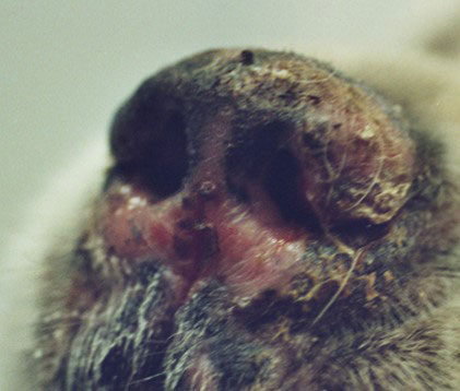 Facial discoid lupus erythematosus with depigmentation, crusts, and hyperkeratosis on the nasal planum