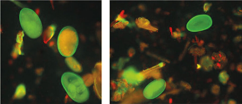Fluorescence of Haemonchus contortus eggs after peanut agglutinin staining
