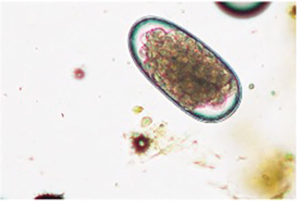 Morphology of the trichostrongylid or MDS egg: oval, smooth, with 16 or more cleavage cells, and approximately 70–98 × 30–50 μm in size