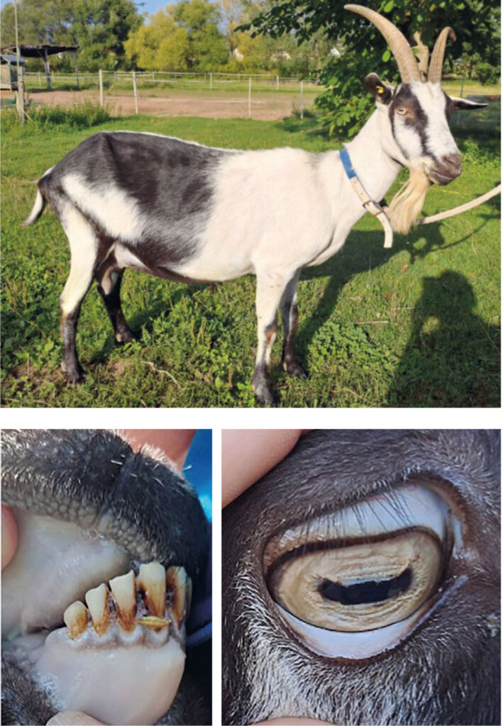 Severely anaemic goat showing porcelain-coloured mucous membranes of the head and a haematocrit of 0.08 l/l, caused by a severe infestation with Haemonchus contortus.