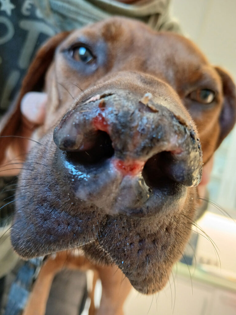 Facial discoid lupus erythematosus showing depigmentation, ulcers, and hyperkeratosis on the nasal planum.
