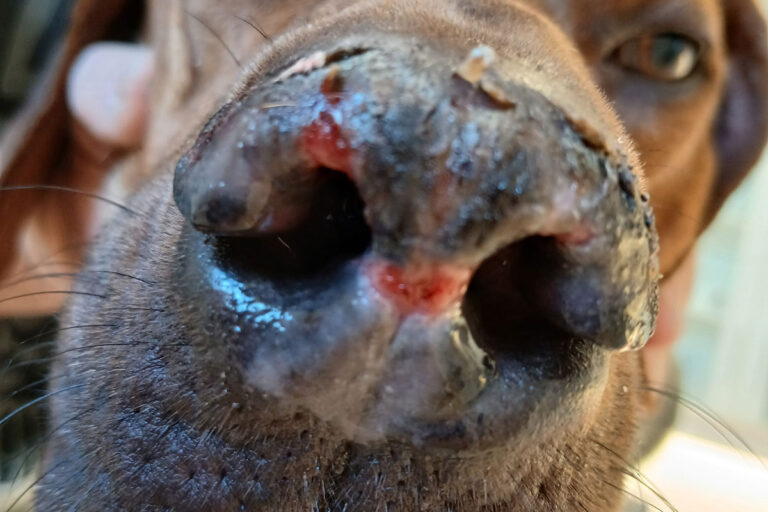 Facial discoid lupus erythematosus showing depigmentation, ulcers, and hyperkeratosis on the nasal planum.