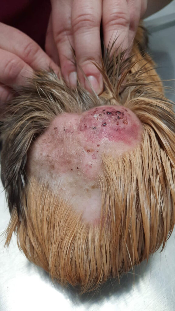 Quadro clinico, cavia femmina: escrescenze ulcerativo-crostose in un caso di linfoma epiteliotropico cutaneo