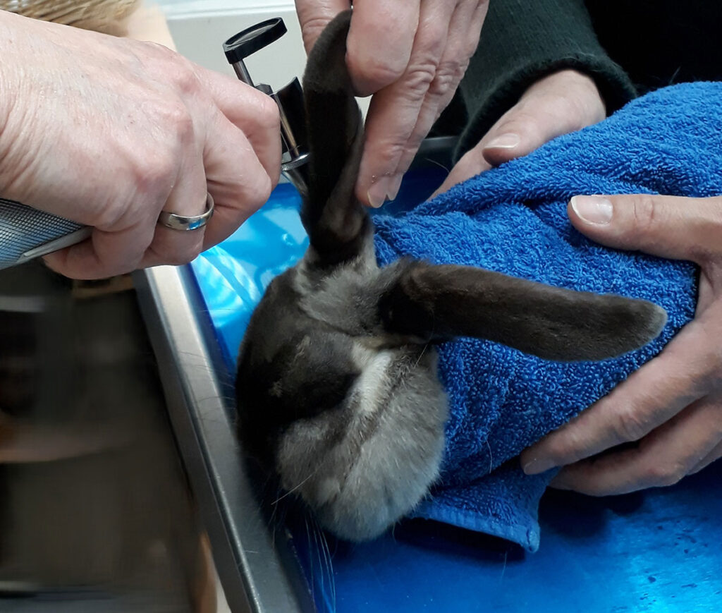 Esame del condotto uditivo esterno nei conigli mediante otoscopio