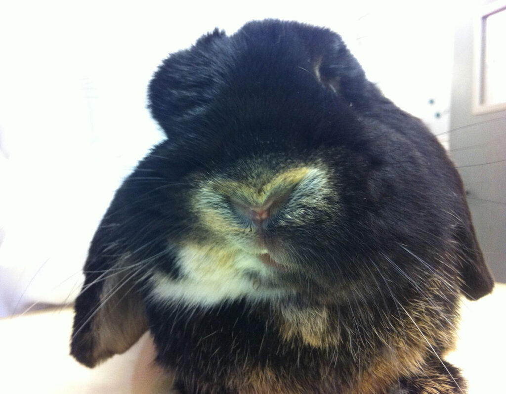 Paralisi facciale con labbro superiore contratto sul lato destro in un coniglio con orecchie cadenti