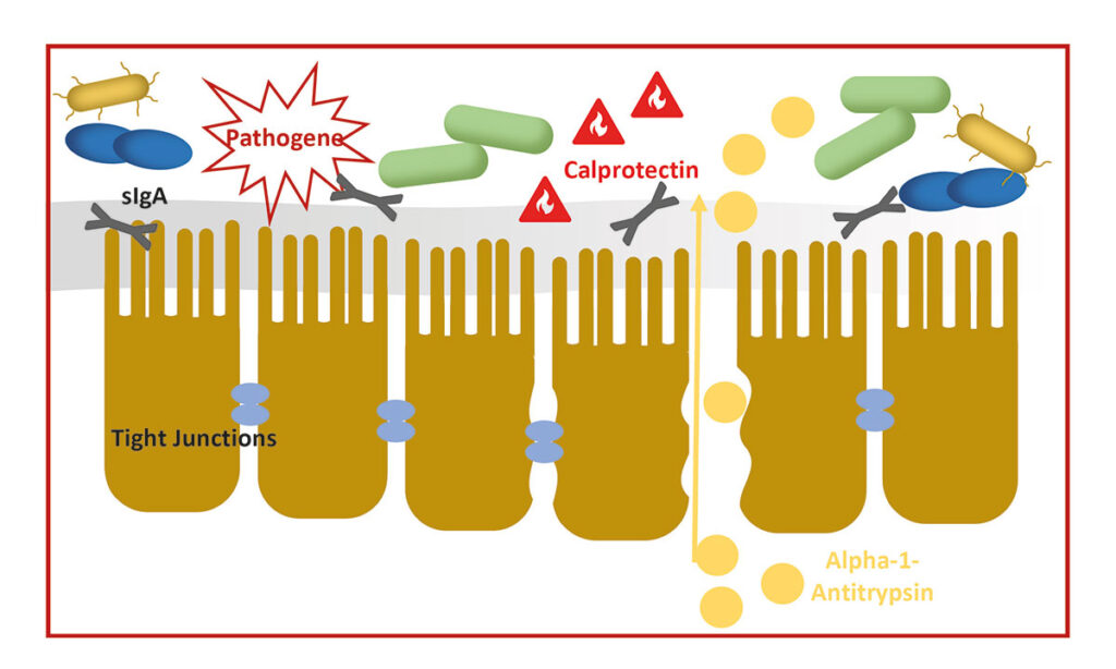 Faecal Biomarkers in Feline and Canine Chronic Enteropathies