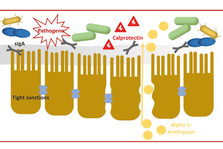 Faecal Biomarkers in Feline and Canine Chronic Enteropathies