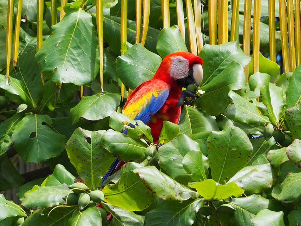 Ara scarlatta (Ara macao) che mangia i frutti della mandorla di spiaggia (Terminalia catappa) in Costa Rica