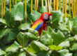 Scarlet macaw (Ara macao) eating fruits of the beach almond (Terminalia catappa) in Costa Rica 