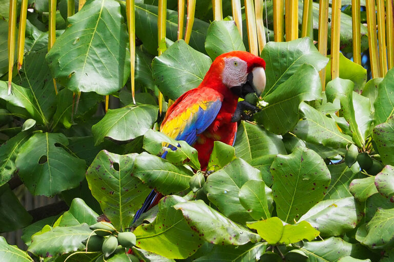 Ara scarlatta (Ara macao) che mangia i frutti della mandorla di spiaggia (Terminalia catappa) in Costa Rica