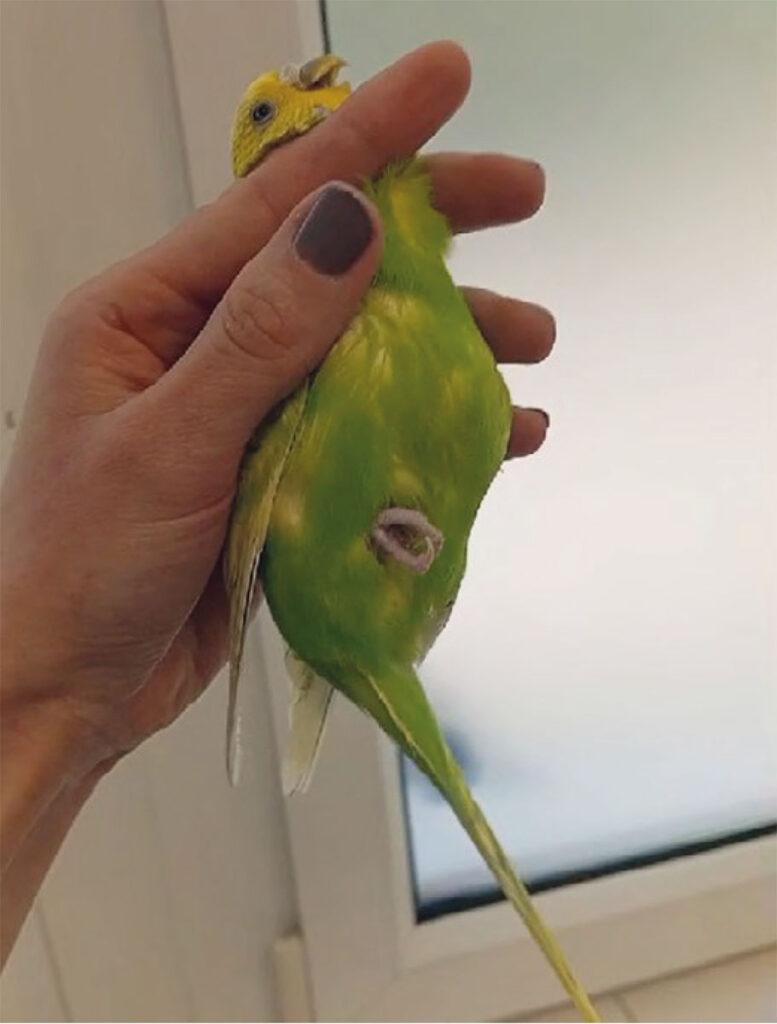 Budgerigar (Melopsittacus undulatus) undergoing treatment for hypothyroidism