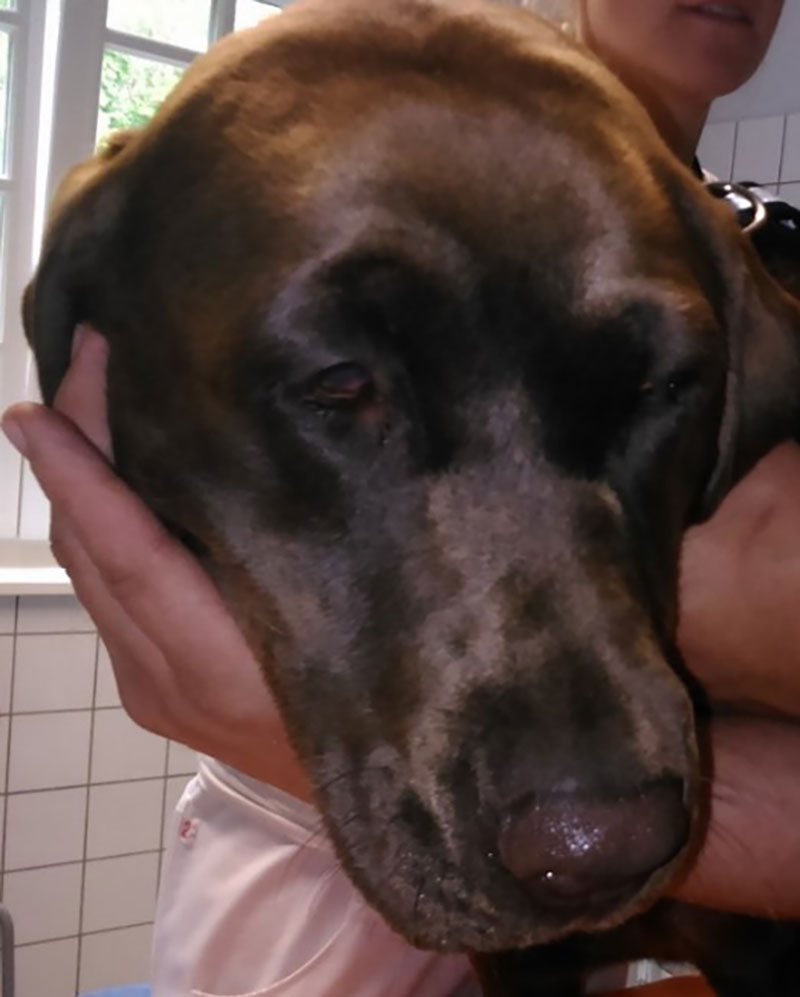 Myxedema and coat discoloration in a dog with hypothyroidism