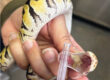 Royal python (Python regius) exhibiting respiratory symptoms and positive mycoplasma detection 