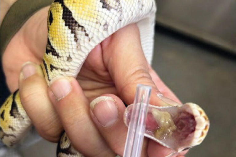 Royal python (Python regius) exhibiting respiratory symptoms and positive mycoplasma detection 
