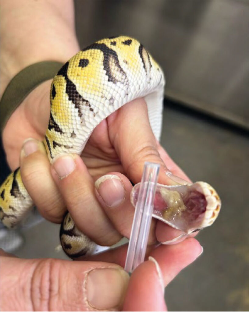 Royal python (Python regius) exhibiting respiratory symptoms and positive mycoplasma detection