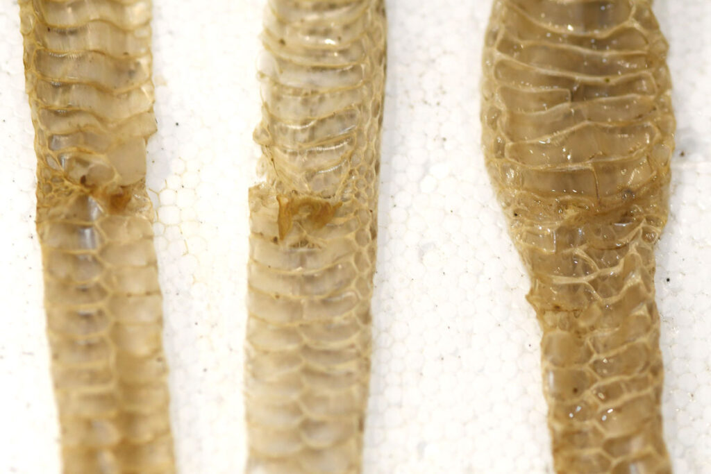 Hemipenal pockets can sometimes be observed on the dorsal scales of adult colubrids