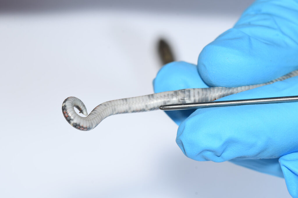 Hatchlings of many species should not be probed due to the high risk of injury