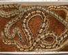 Sexual dimorphism in the steppe rat snake (Elaphe dione), male above, female below