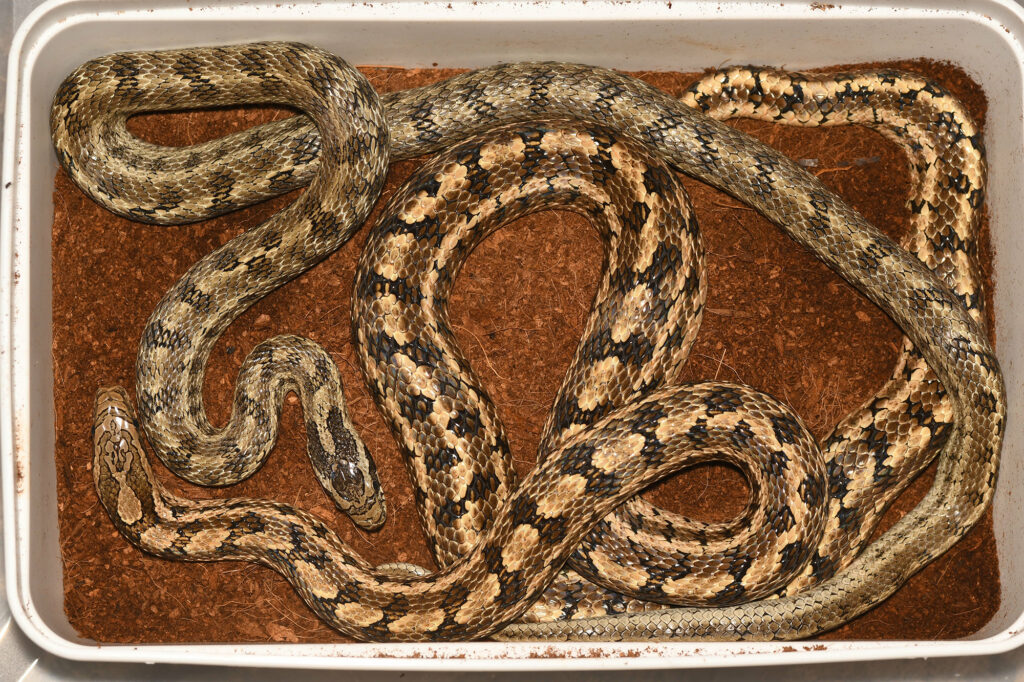 Sexual dimorphism in the steppe rat snake (Elaphe dione), male above, female below