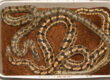 Sexual dimorphism in the steppe rat snake (Elaphe dione), male above, female below