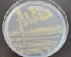 Flavobacterium columnare colonies on Anacker–Ordal agar